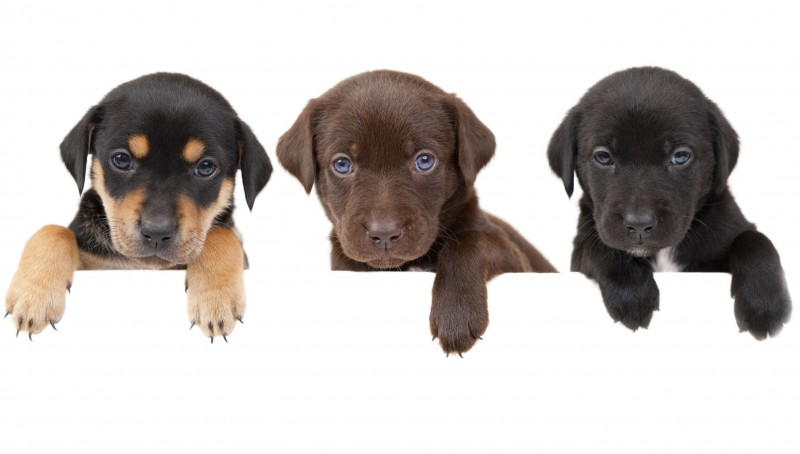 How to Choose a Pet Sitter in Manhattan