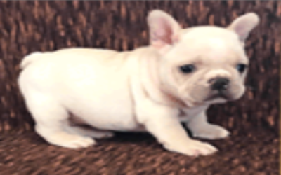 Is a French Bulldog in Los Angeles a Good Idea?