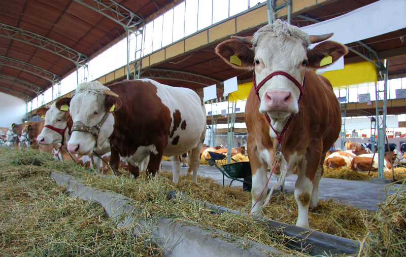 Cattle Leasing is a Very Viable Option to Angus Bull Ownership