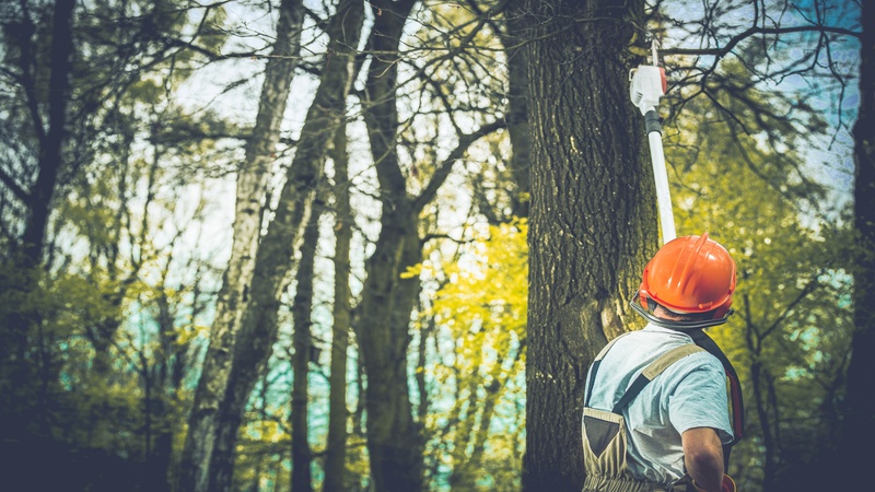 Choosing the right tree service in South Bend IN