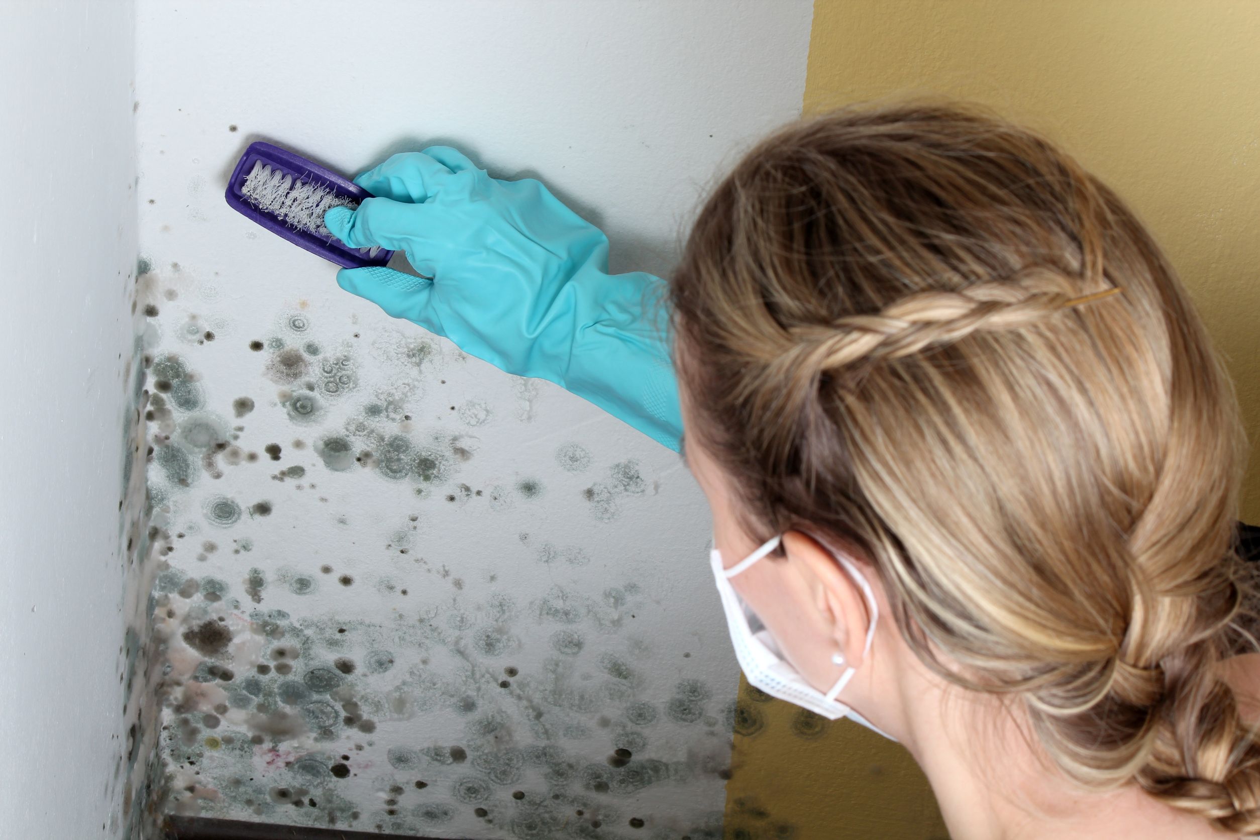 Why You Need Prompt Mold Removal in Washington