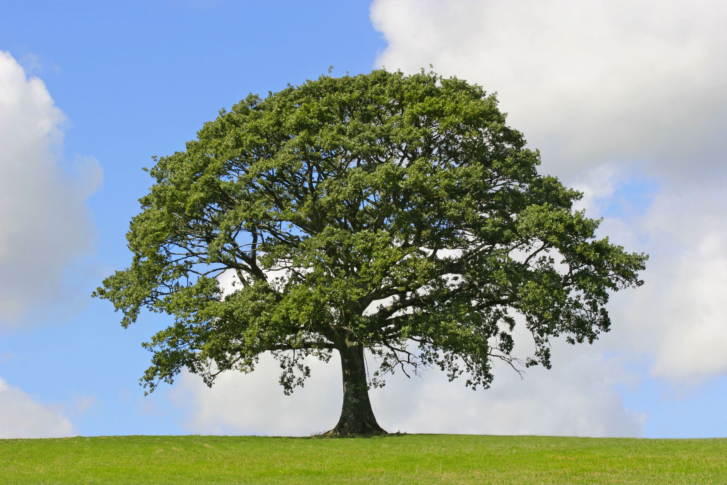 Three Signs It’s Time to Invest in Tree Removal in Clearwater, FL