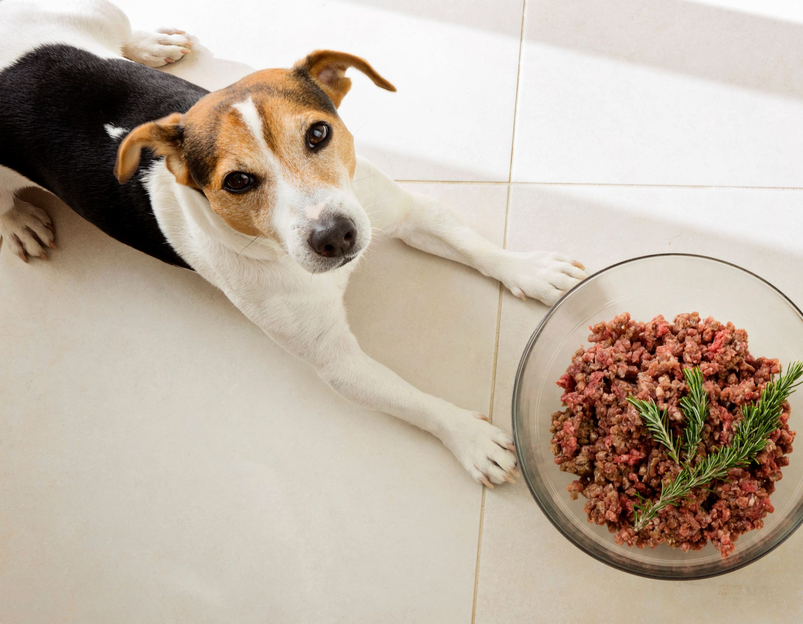 Advantages of Choosing Healthy Natural Dog Treats