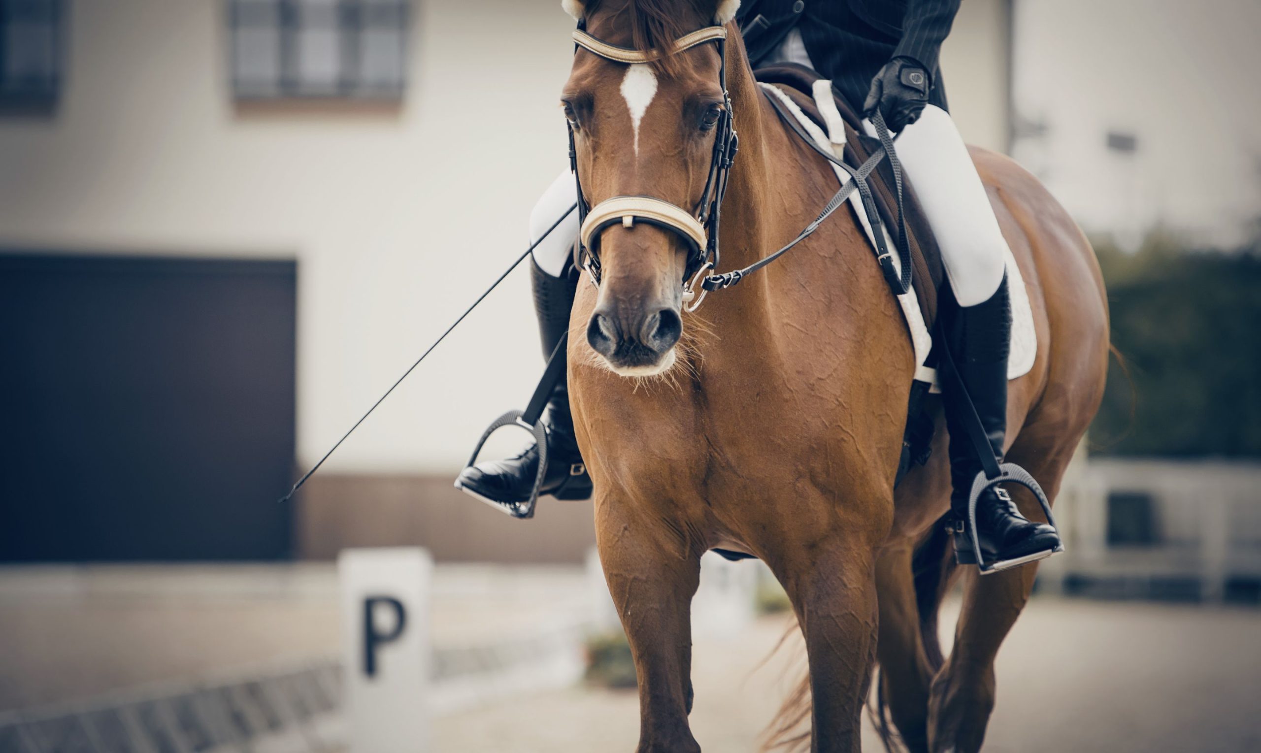 How to Get Started with Dressage Horse Training