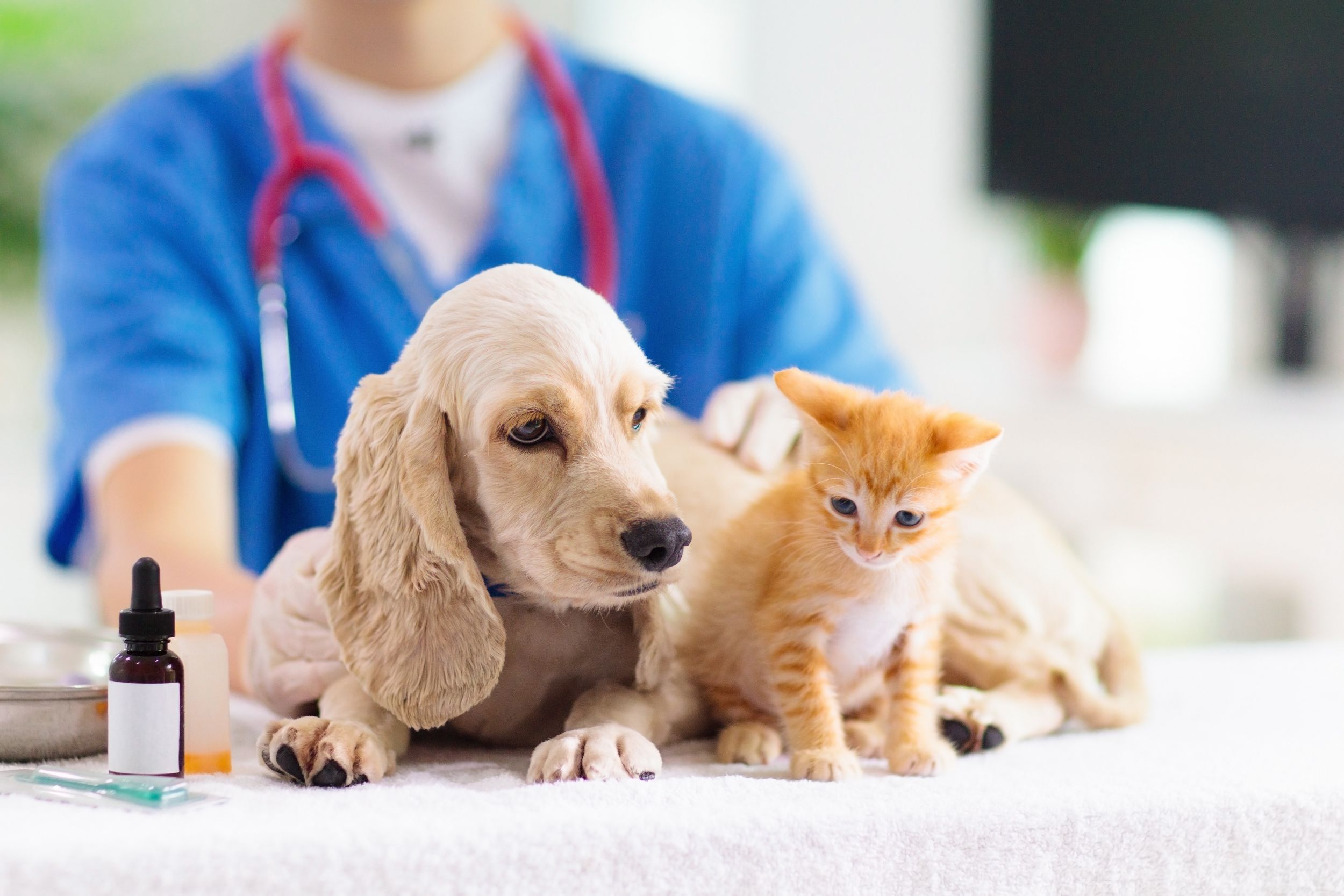 Alternative Jobs You Can Do With a Veterinary Technology Degree in Anaheim