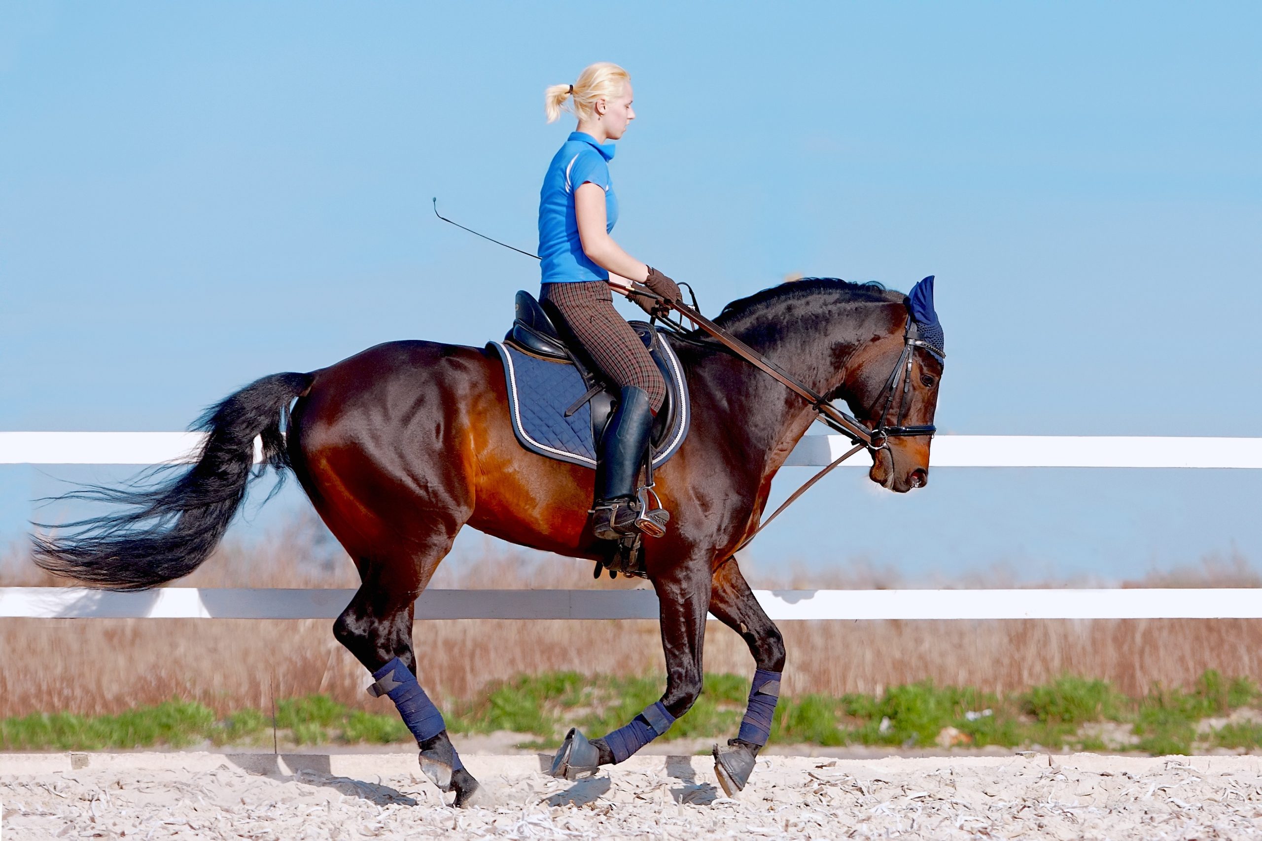 The Importance of Proper Grooming with a Horse Bathing System