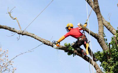 How to Find an Affordable Tree-Cutting Service in Griffin, GA