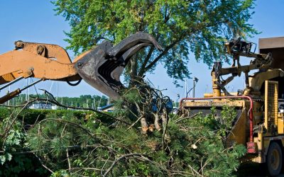 Signs You Need Professional Tree Removal in Shelton, WA