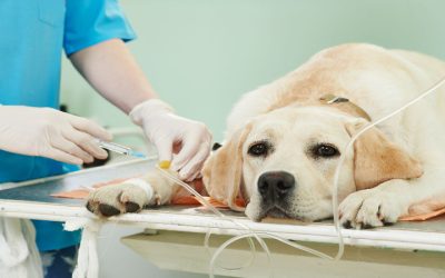 What Constitutes a Veterinary Emergency in Sarasota, Florida?