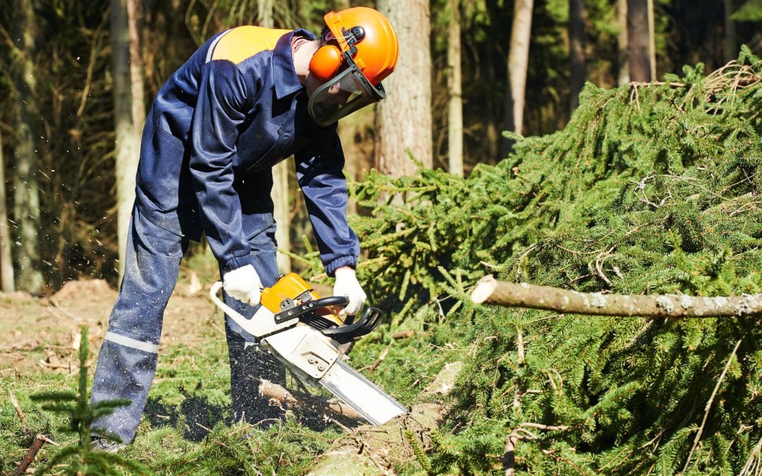 What Assistance Can Emergency Tree Services in Austin, TX, Provide?