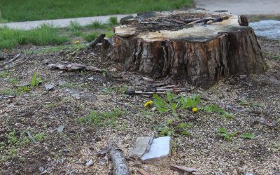 Top Reasons for Tree Stump Removal in Johnson City, TX