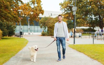 Why Hiring A New York Dog Walker Is Key To Your Pet’s Happiness?