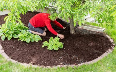 Buying Organic Topsoil in North Haven, CT is Great for Your Garden