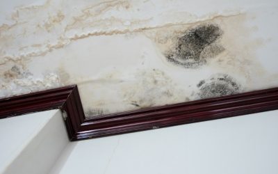 Get rid of mold for good: Professional mold cleaning company in Carmel, IN