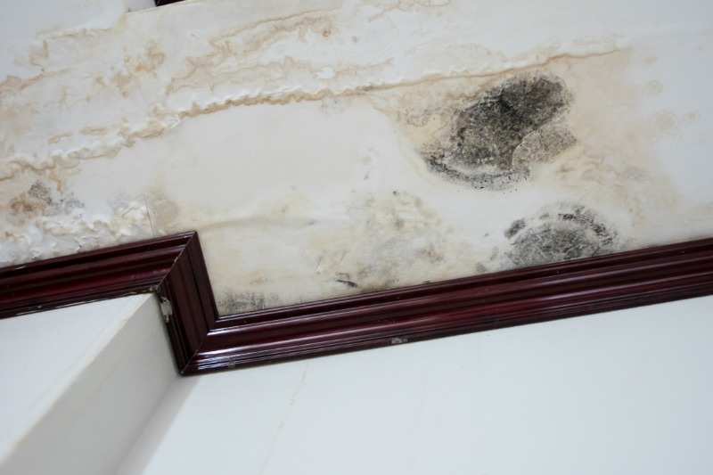 Get rid of mold for good: Professional mold cleaning company in Carmel, IN