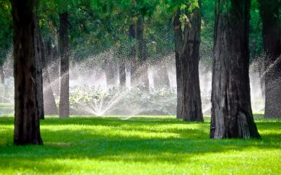 Top Recommendations For Tree Maintenance in Spicewood, TX: Protect and Beautify Your Landscape