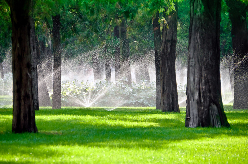 Top Recommendations For Tree Maintenance in Spicewood, TX: Protect and Beautify Your Landscape