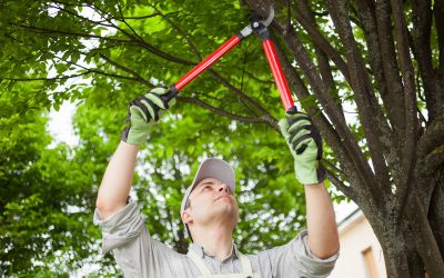 Maintain Stunning Outdoor Spaces with Tree Pruning Services in Austin, TX