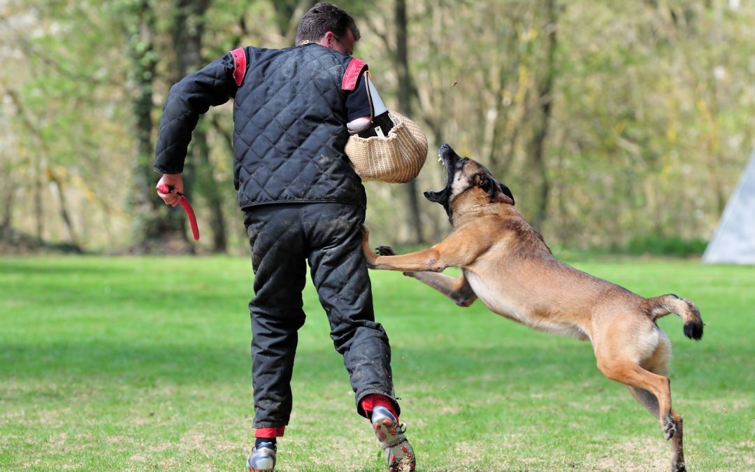 The Key to Well-Behaved Canines – Expert Dog Training in Los Gatos, CA